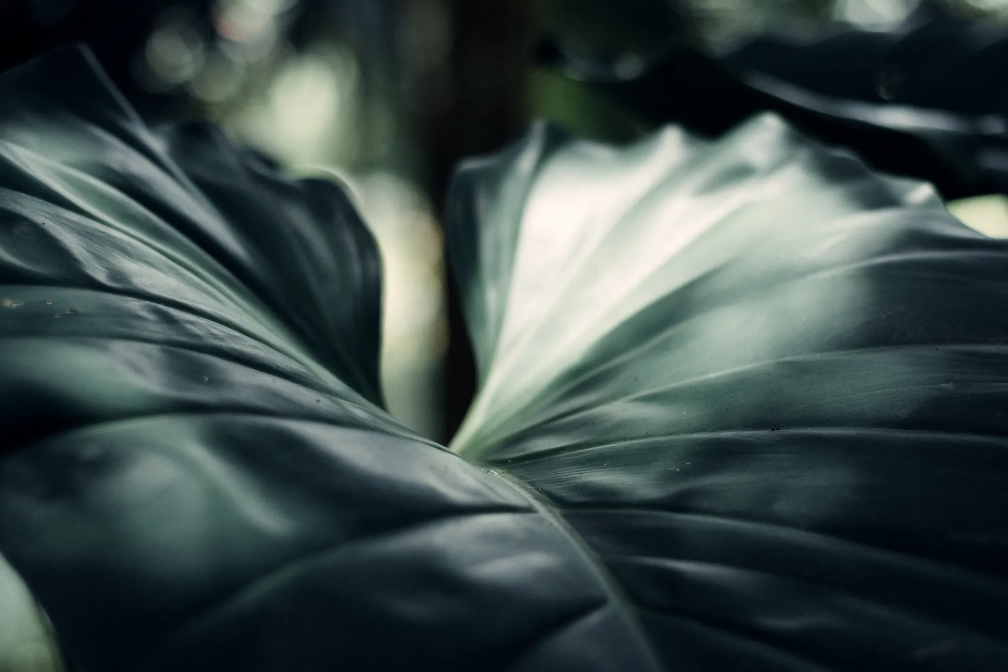 Sonner Sound - Blatt einer Monstera-Pflanze