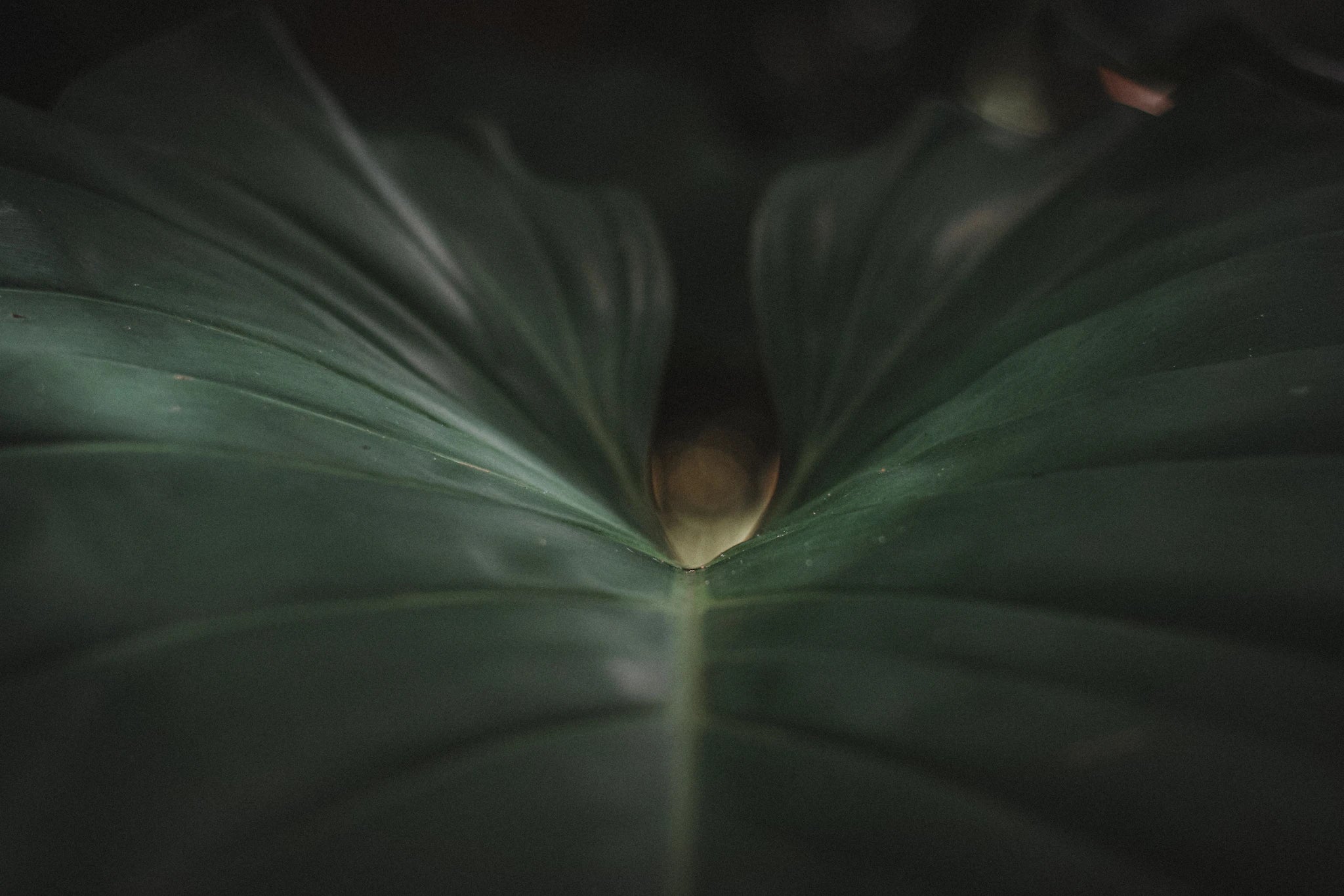 Monstera in frontaler Nahaufnahme bei Sonner Sound