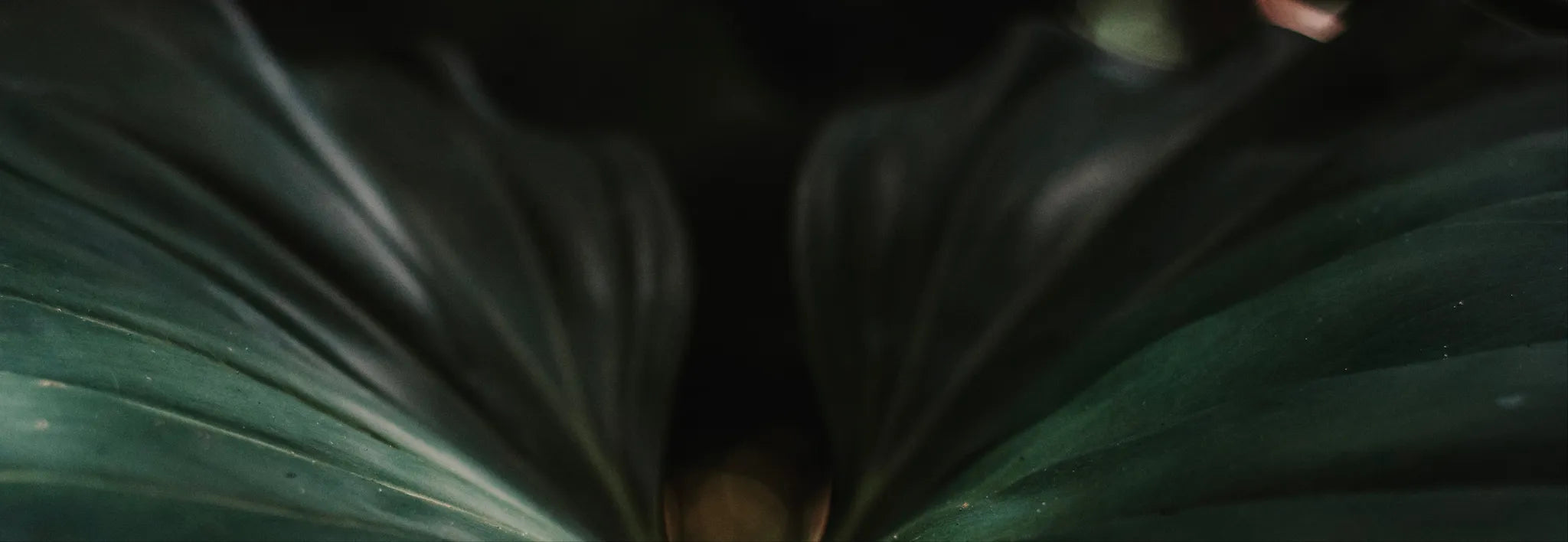 Sonner Sound - Monstera Blütenblatt Nahaufnahme Wide